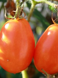 Preview wallpaper tomatoes, branch, ripe