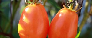 Preview wallpaper tomatoes, branch, ripe