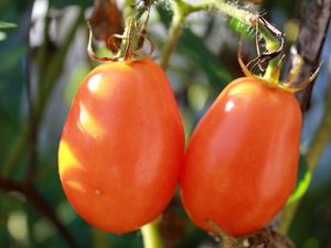 Preview wallpaper tomatoes, branch, ripe