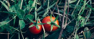 Preview wallpaper tomatoes, herbs, vegetables