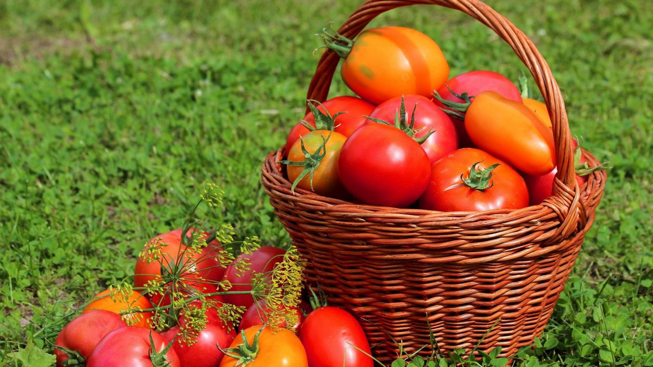 Wallpaper tomatoes, tomato, basket, grass