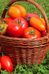 Preview wallpaper tomatoes, tomato, basket, grass