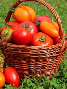 Preview wallpaper tomatoes, tomato, basket, grass