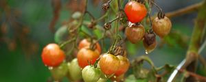 Preview wallpaper tomatoes, twigs, vegetables, drops