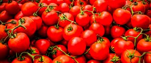 Preview wallpaper tomatoes, vegetables, branches, red, macro