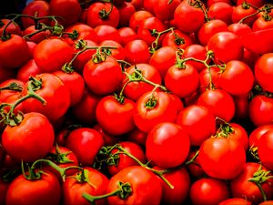 Preview wallpaper tomatoes, vegetables, branches, red, macro