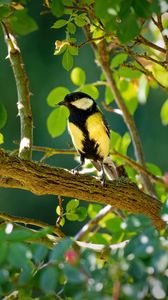 Preview wallpaper tomtit, bird, bright, branches