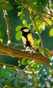 Preview wallpaper tomtit, bird, bright, branches