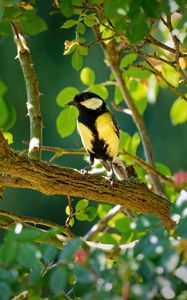 Preview wallpaper tomtit, bird, bright, branches