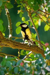 Preview wallpaper tomtit, bird, bright, branches