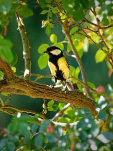 Preview wallpaper tomtit, bird, bright, branches