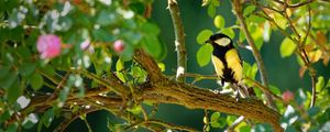 Preview wallpaper tomtit, bird, bright, branches