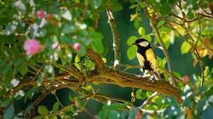 Preview wallpaper tomtit, bird, bright, branches