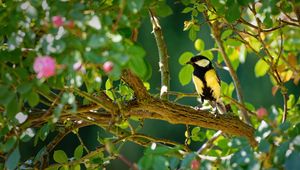 Preview wallpaper tomtit, bird, bright, branches