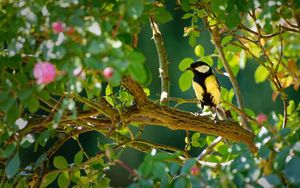 Preview wallpaper tomtit, bird, bright, branches