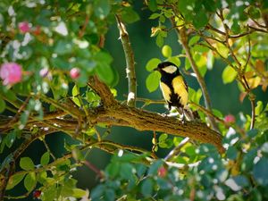 Preview wallpaper tomtit, bird, bright, branches