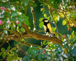 Preview wallpaper tomtit, bird, bright, branches