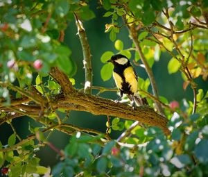 Preview wallpaper tomtit, bird, bright, branches