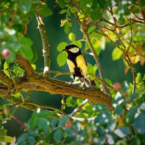 Preview wallpaper tomtit, bird, bright, branches