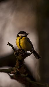 Preview wallpaper tomtit, bird, feathers, bright, branches