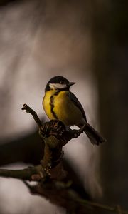 Preview wallpaper tomtit, bird, feathers, bright, branches