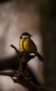 Preview wallpaper tomtit, bird, feathers, bright, branches