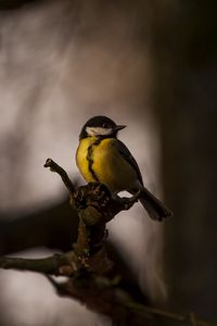 Preview wallpaper tomtit, bird, feathers, bright, branches