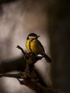 Preview wallpaper tomtit, bird, feathers, bright, branches