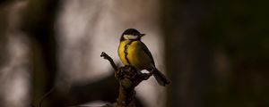 Preview wallpaper tomtit, bird, feathers, bright, branches