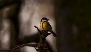 Preview wallpaper tomtit, bird, feathers, bright, branches