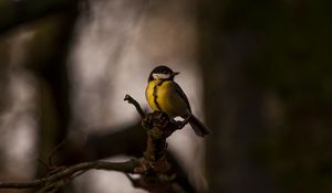 Preview wallpaper tomtit, bird, feathers, bright, branches