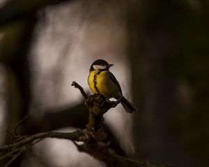 Preview wallpaper tomtit, bird, feathers, bright, branches