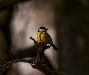 Preview wallpaper tomtit, bird, feathers, bright, branches