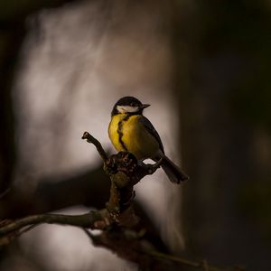 Preview wallpaper tomtit, bird, feathers, bright, branches