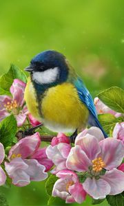 Preview wallpaper tomtit, bird, flowers, bright, art