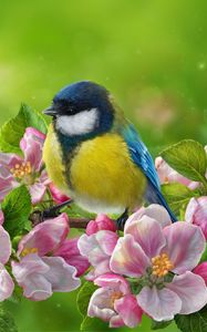 Preview wallpaper tomtit, bird, flowers, bright, art