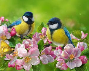 Preview wallpaper tomtit, bird, flowers, bright, art