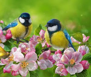 Preview wallpaper tomtit, bird, flowers, bright, art