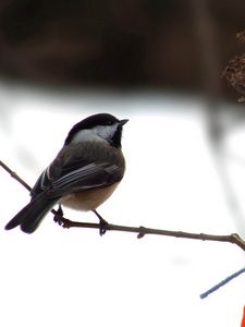 Preview wallpaper tomtit, bird, snowman, scarf, snow, winter