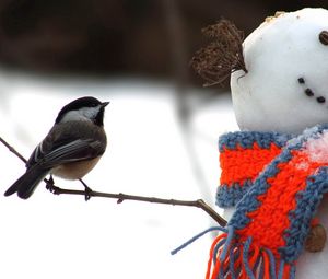 Preview wallpaper tomtit, bird, snowman, scarf, snow, winter