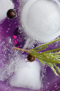 Preview wallpaper tonic, rosemary, currant, ice