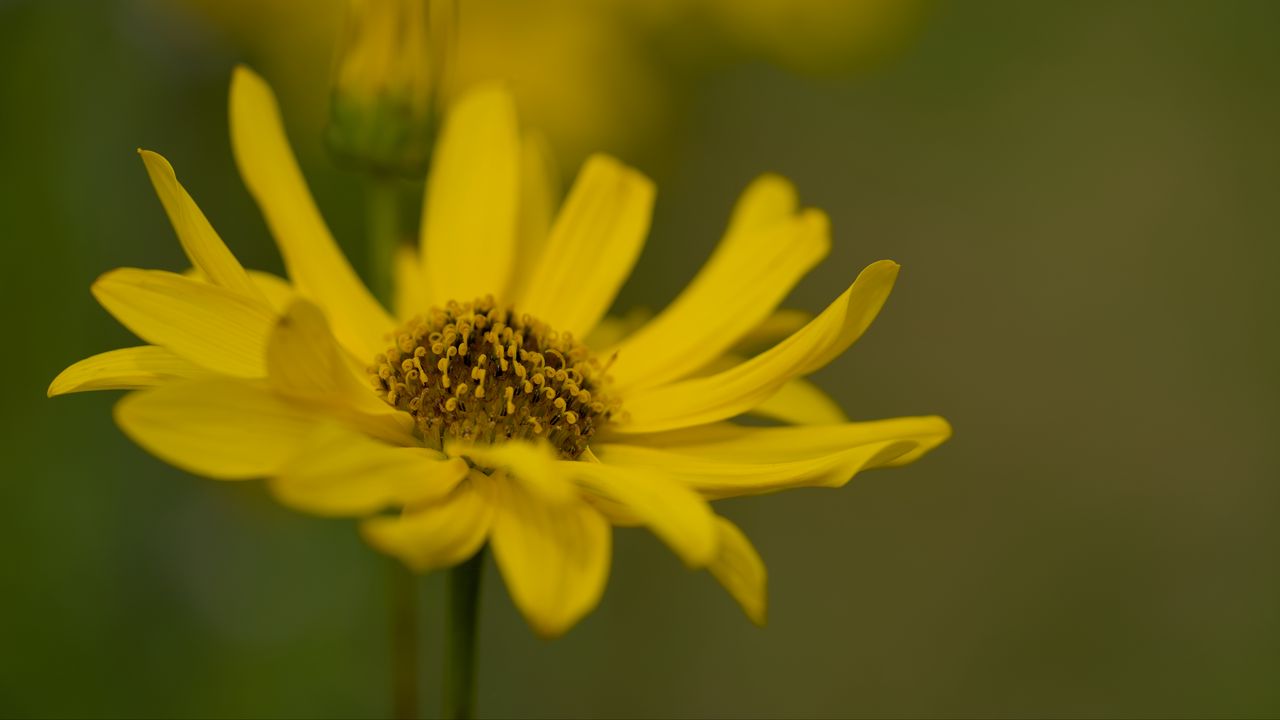 Wallpaper topinambur, macro, flower, petals, yellow