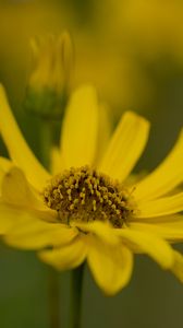 Preview wallpaper topinambur, macro, flower, petals, yellow