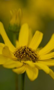 Preview wallpaper topinambur, macro, flower, petals, yellow