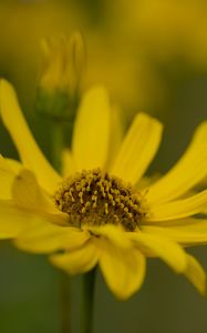 Preview wallpaper topinambur, macro, flower, petals, yellow