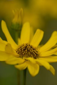 Preview wallpaper topinambur, macro, flower, petals, yellow