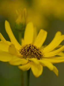 Preview wallpaper topinambur, macro, flower, petals, yellow