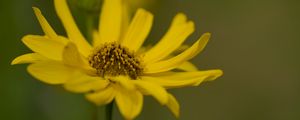 Preview wallpaper topinambur, macro, flower, petals, yellow