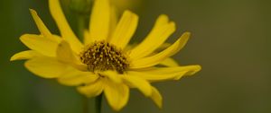 Preview wallpaper topinambur, macro, flower, petals, yellow