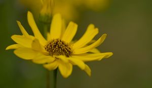 Preview wallpaper topinambur, macro, flower, petals, yellow